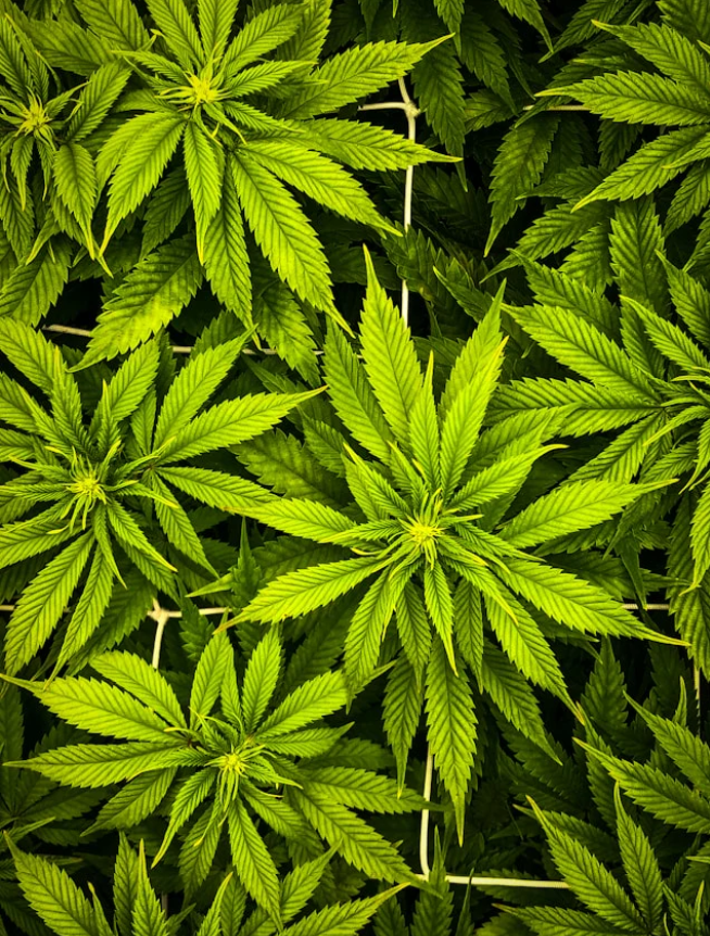 Cannabis-Terpene verstehen — das Aroma-ABC