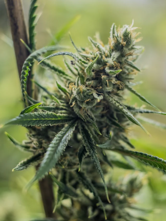 So läuft die Verschreibung medizinischen Cannabis ab