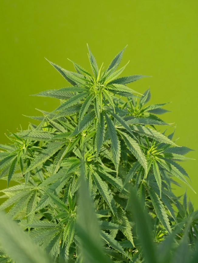 Medizinisches Cannabis bei chronischen Schmerzen