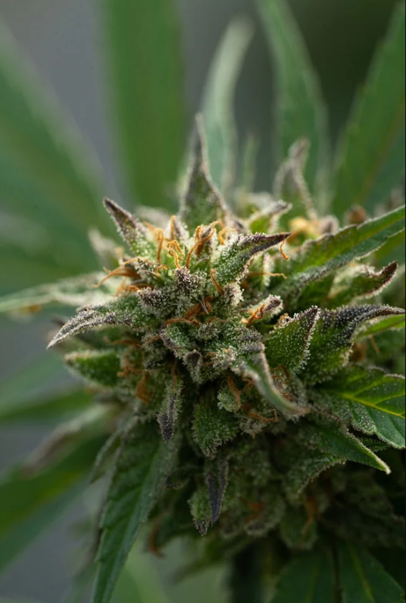 Wie du die richtige Sorte medizinischen Cannabis wählst